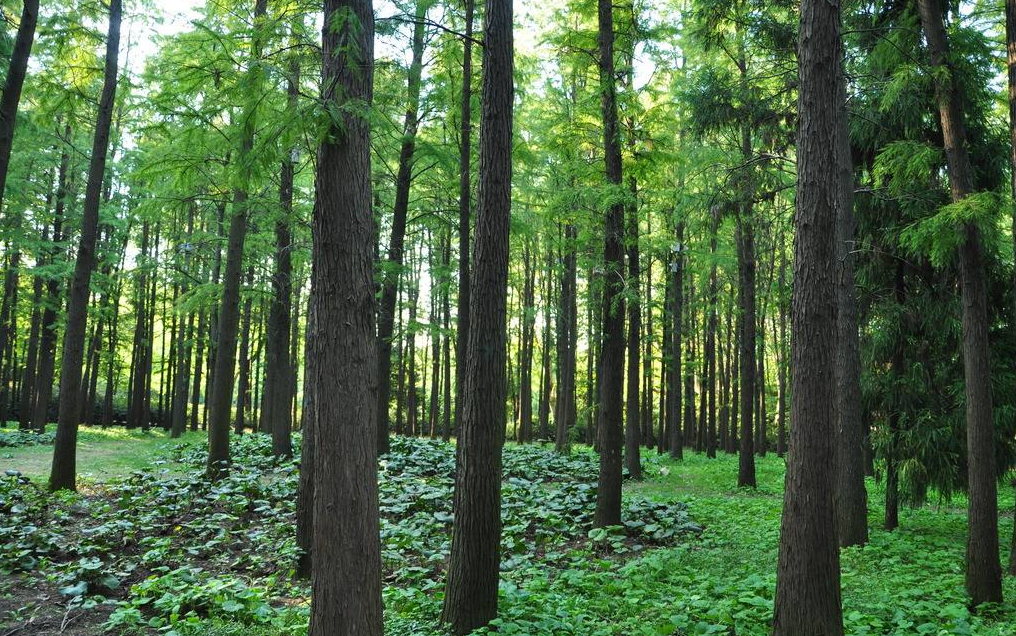 環(huán)保進(jìn)行時(shí) | 華洲木業(yè)，用行動(dòng)為地球發(fā)聲(圖3)