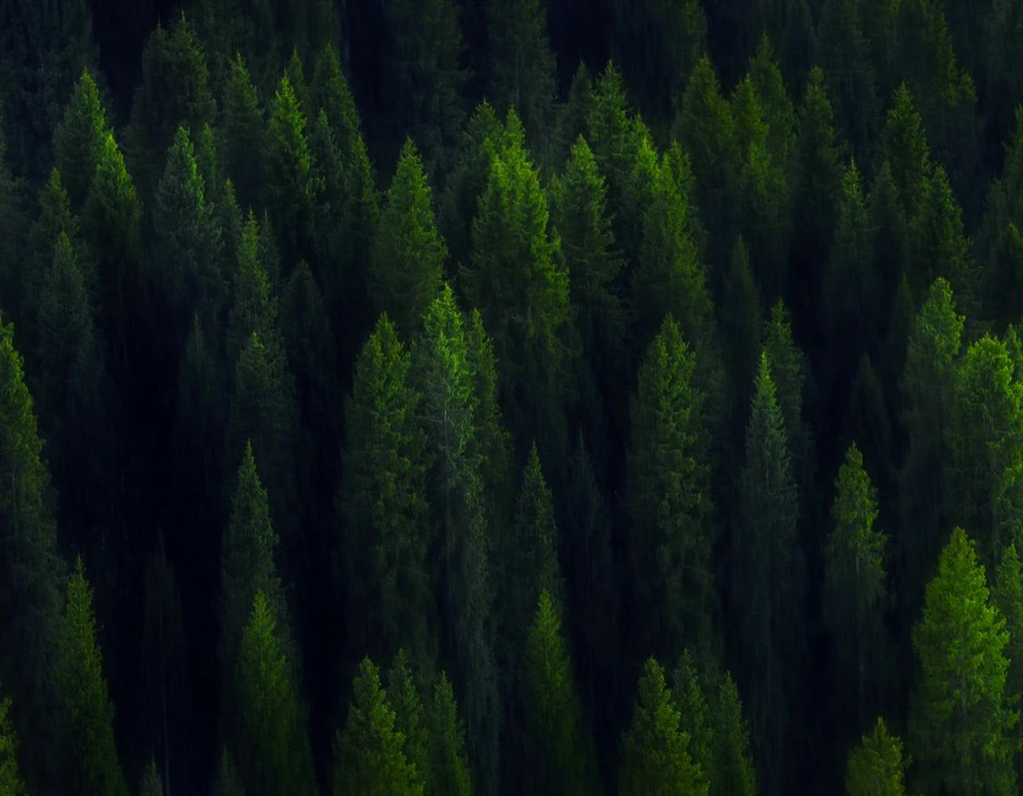 世界環(huán)境日|華洲無醛板，我是環(huán)保行動者！(圖3)