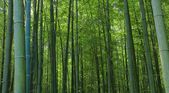 北緯25的竹林奇跡：用168小時鎖住1825天的自然饋贈
