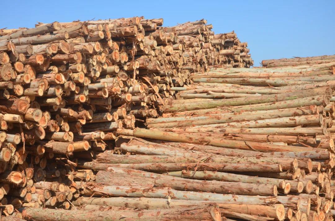 明星產(chǎn)品 | 華洲實(shí)木多層板誕生記！(圖1)