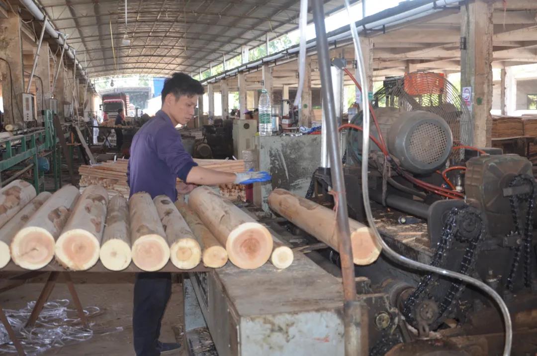 明星產(chǎn)品 | 華洲實(shí)木多層板誕生記！(圖2)