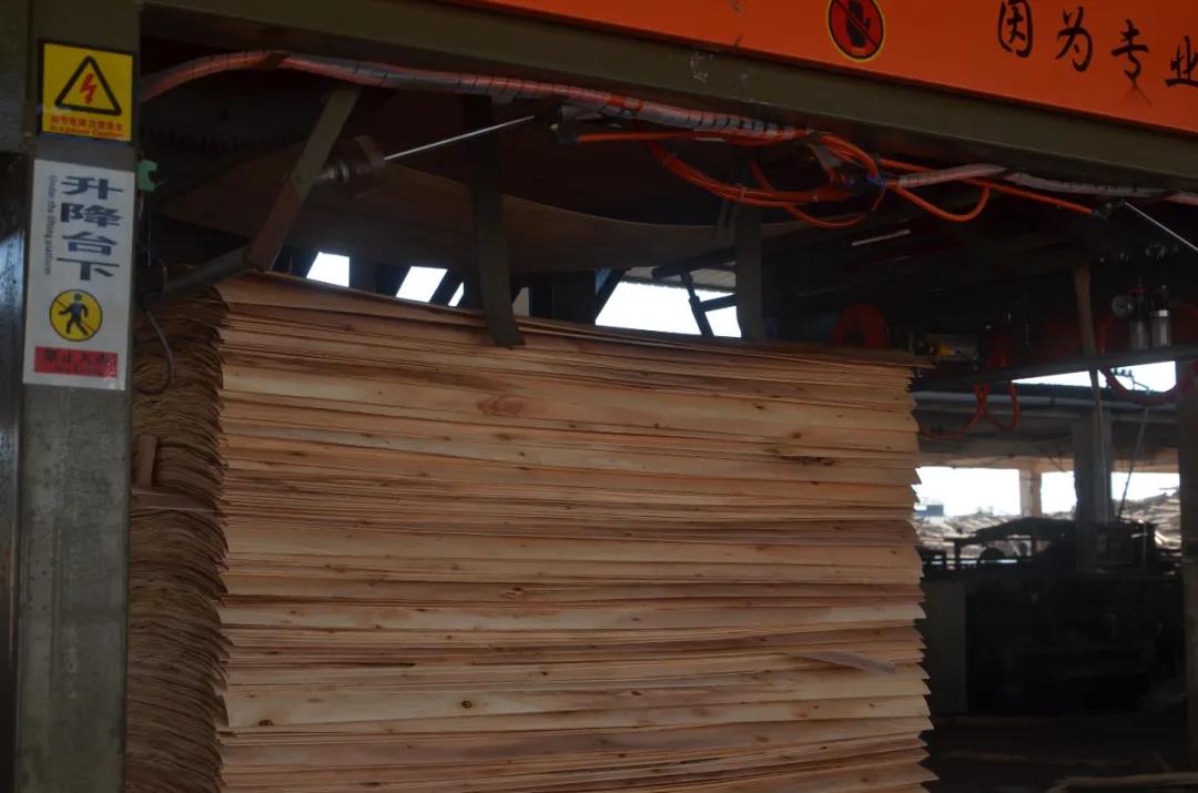 明星產(chǎn)品 | 華洲實(shí)木多層板誕生記！(圖5)