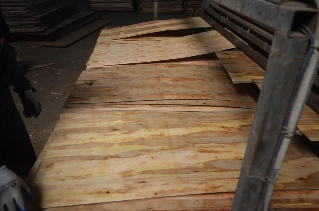 明星產(chǎn)品 | 華洲實(shí)木多層板誕生記！(圖9)