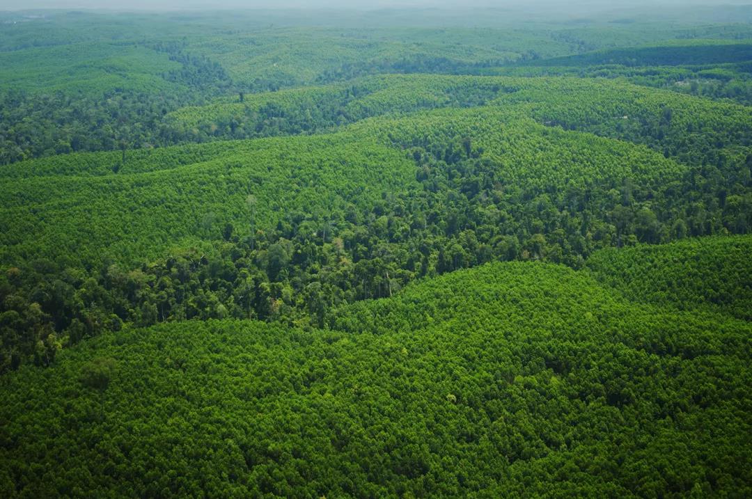 保障無醛添加，華洲金品澳桉板都做了這些事！(圖1)