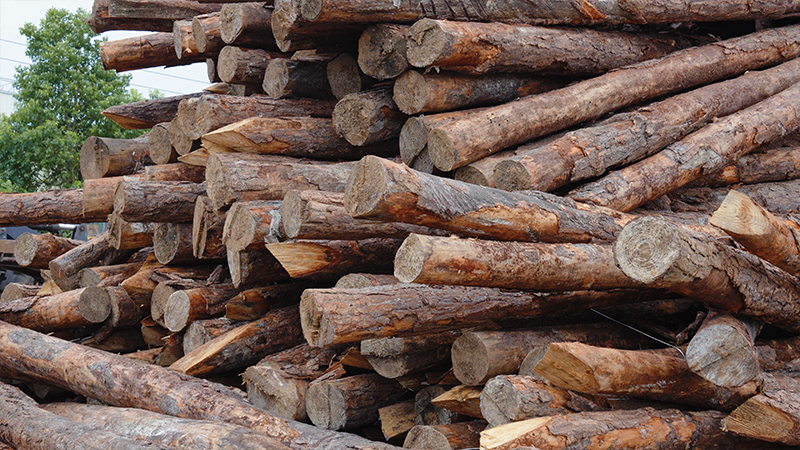 嚴(yán)格選材，只為一張好板材！(圖2)